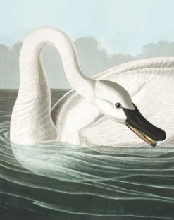 KEK Amsterdam Behangpaneel Trumpeter Swan